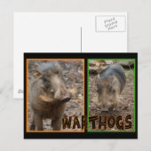 WARTHOGS - WILDE DIEREN BRIEFKAART (Voorkant / Achterkant)