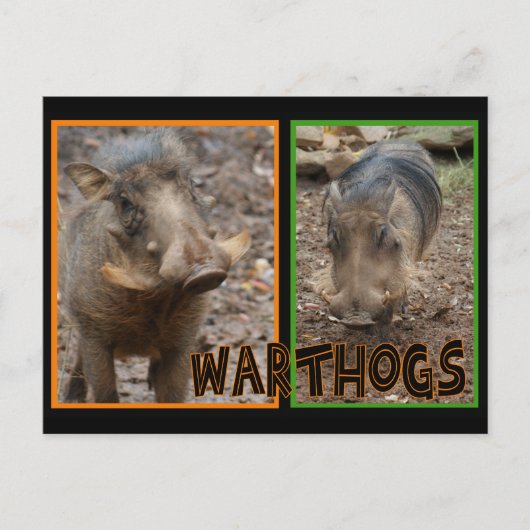 WARTHOGS - WILDE DIEREN BRIEFKAART (Voorkant)