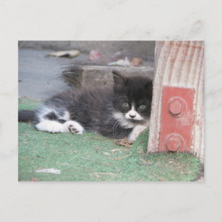 Wary Kitten Briefkaart