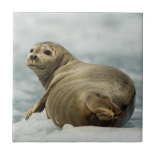 Wary Seal Tegeltje