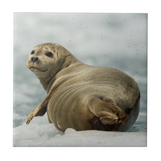 Wary Seal Tegeltje (Voorkant)