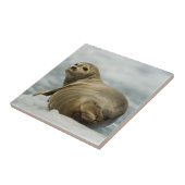 Wary Seal Tegeltje (Zijkant)
