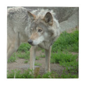 Wary Wolf Tile Tegeltje (Voorkant)