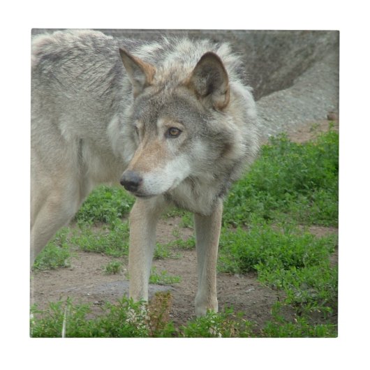 Wary Wolf Tile Tegeltje (Voorkant)