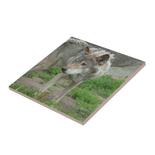 Wary Wolf Tile Tegeltje (Zijkant)