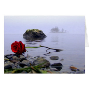 Was Ashore Red Rose