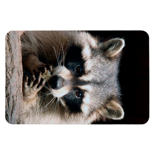 Wasbeer 004 magneet (Horizontaal)