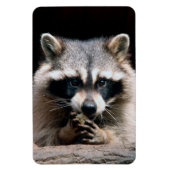 Wasbeer 004 magneet (Verticaal)