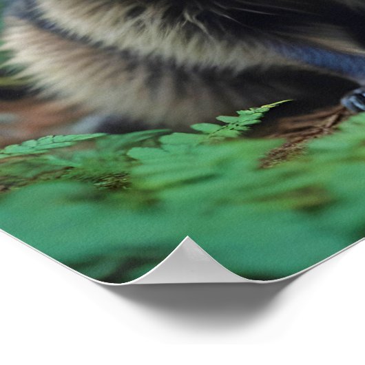 Wasbeer Animal Natuur Wildlife Affection Caring Poster (Hoek)