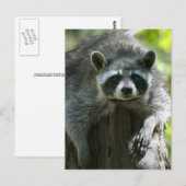 Wasbeer Ansichtkaarten Briefkaart (Voorkant / Achterkant)