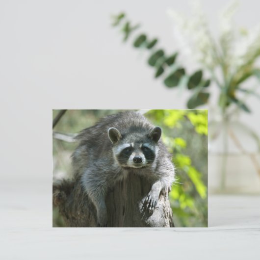 Wasbeer Briefkaarten (Staand voorkant)