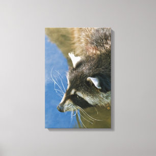 Wasbeer Canvas Afdruk