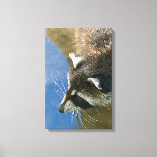 Wasbeer Canvas Afdruk (Voorkant)