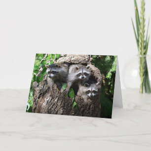 Wasbeer - de Drie Amigo's Kaart