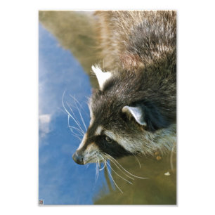 Wasbeer Foto Afdruk