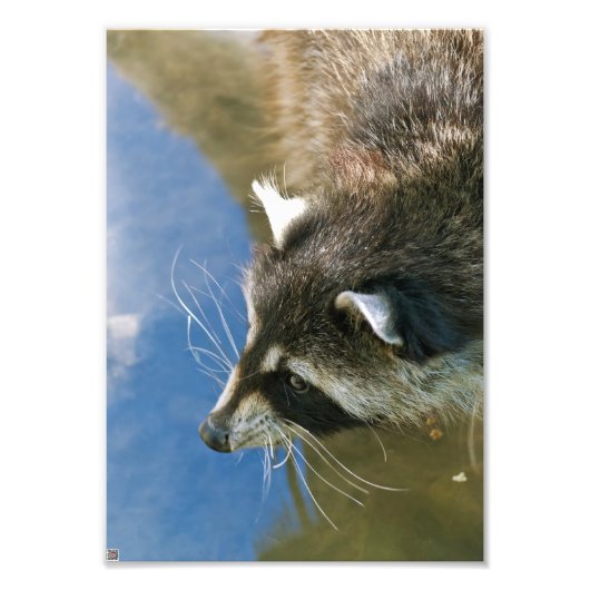 Wasbeer Foto Afdruk (Voorkant)