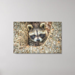Wasbeer genesteld in een holle boom canvas afdruk