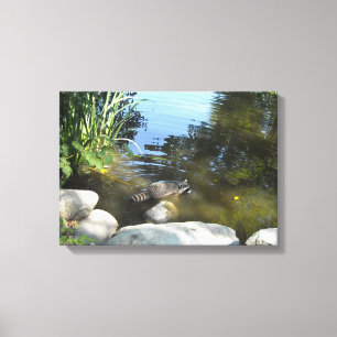 Wasbeer in de Stroom Canvas Afdruk