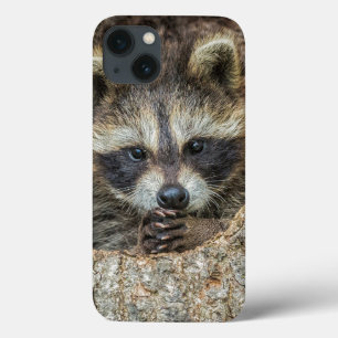 Wasbeer in een holle boom Case-Mate iPhone case