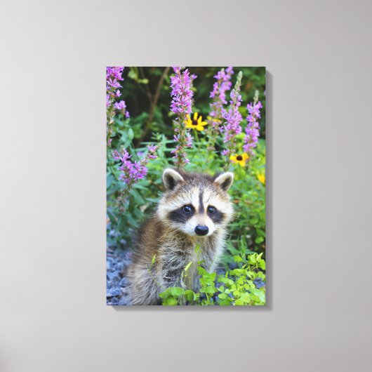 Wasbeer kit onder de bloemen canvas print. (Voorkant)