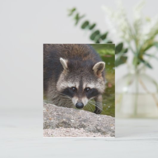 Wasbeer maakt direct oogcontact briefkaart (Staand voorkant)