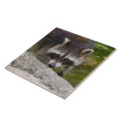 Wasbeer maakt direct oogcontact tegeltje (Zijkant)