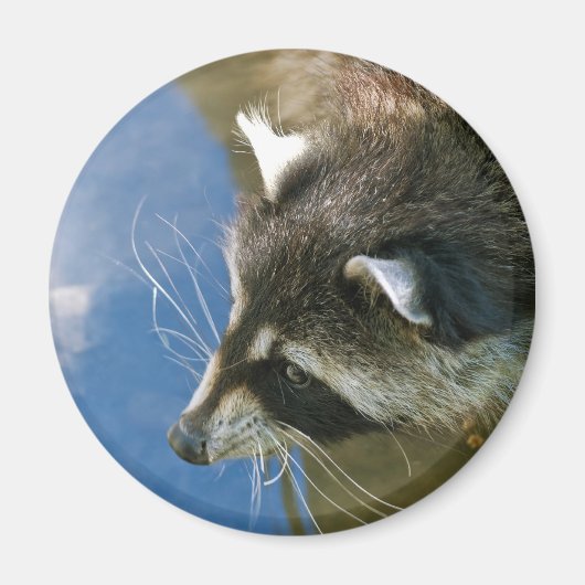 Wasbeer Magneet (Voorkant)