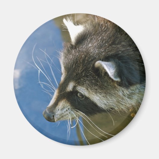 Wasbeer Magneet (Voorkant)