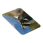 Wasbeer Magneet (Rechterzijde)