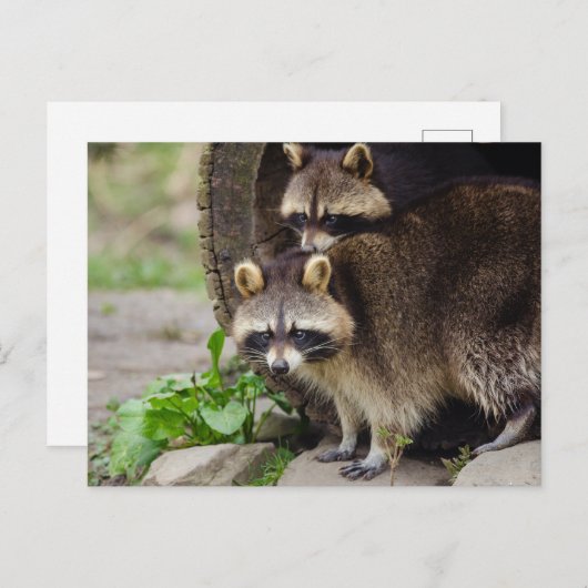 Wasbeer Moeder Bescherm Baby Briefkaart (Voorkant / Achterkant)