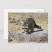 Wasbeer op het boomlogboek briefkaart (Voorkant / Achterkant)