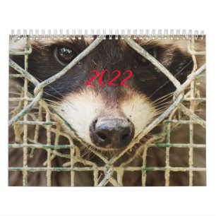 wasbeer op kalender