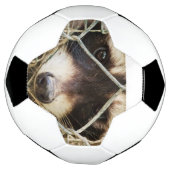 wasbeer op voetbal (Gedraaid)