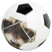 wasbeer op voetbal (Drie kwart)