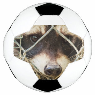 wasbeer op voetbal