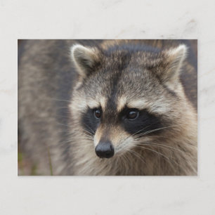 Wasbeer, Procyon lotor, Florida Briefkaart
