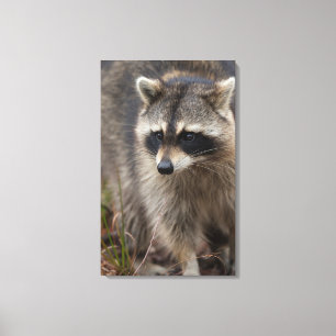 Wasbeer, Procyon lotor, Florida Canvas Afdruk