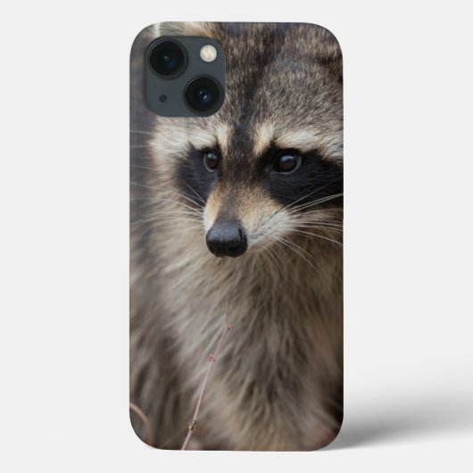 Wasbeer, Procyon lotor, Florida Case-Mate iPhone Case (Achterkant)