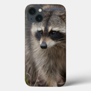 Wasbeer, Procyon lotor, Florida Case-Mate iPhone Case