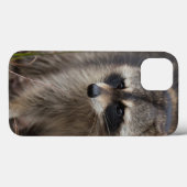 Wasbeer, Procyon lotor, Florida Case-Mate iPhone Case (Achterkant (horizontaal))