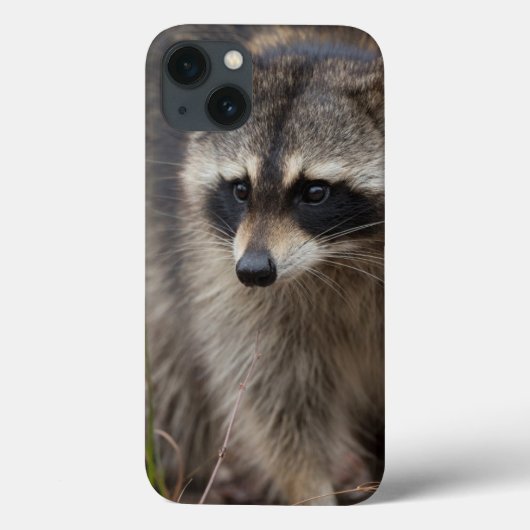 Wasbeer, Procyon lotor, Florida Case-Mate iPhone Case (Achterkant)