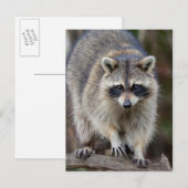 Wasbeer, Procyon lotor, Florida, de V.S. 2 Briefkaart (Voorkant / Achterkant)