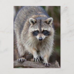 Wasbeer, Procyon lotor, Florida, de V.S. 2 Briefkaart