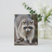 Wasbeer, Procyon lotor, Florida, de V.S. 2 Briefkaart (Staand voorkant)