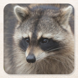 Wasbeer, Procyon lotor, Florida Kartonnen Onderzetters