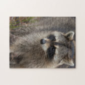 Wasbeer, Procyon lotor, Florida Legpuzzel (Horizontaal)