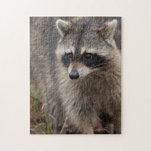 Wasbeer, Procyon lotor, Florida Legpuzzel (Verticaal)