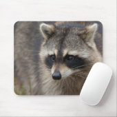 Wasbeer, Procyon lotor, Florida Muismat (Met muis)
