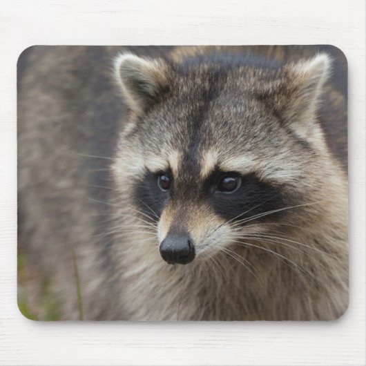 Wasbeer, Procyon lotor, Florida Muismat (Voorkant)
