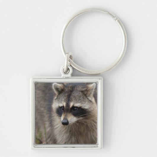 Wasbeer, Procyon lotor, Florida Sleutelhanger (Voorkant)